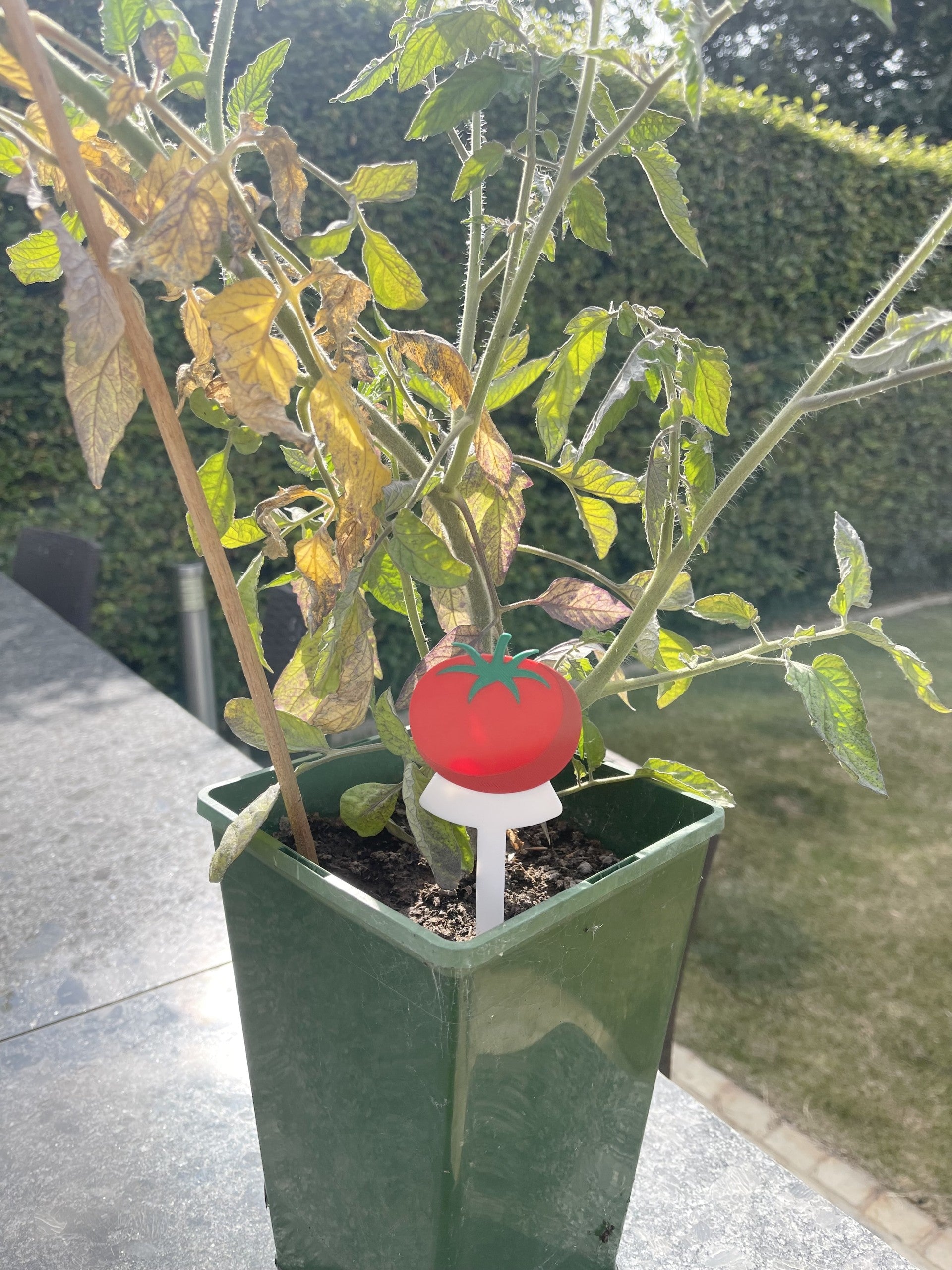 Fruit & Vegetable Plant Stakes | Pack of 5 | Garden Plant Labels | Reusable Plant Markers